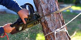 Trusted Luck, WI Tree Care  Experts