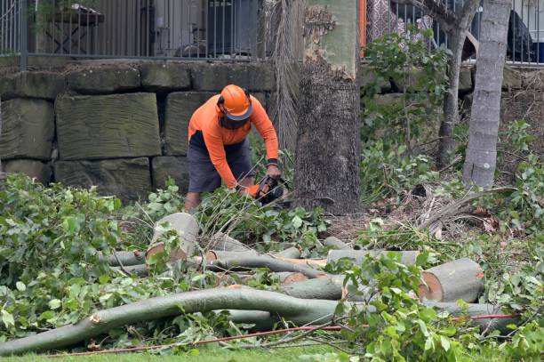 How Our Tree Care Process Works  in  Luck, WI